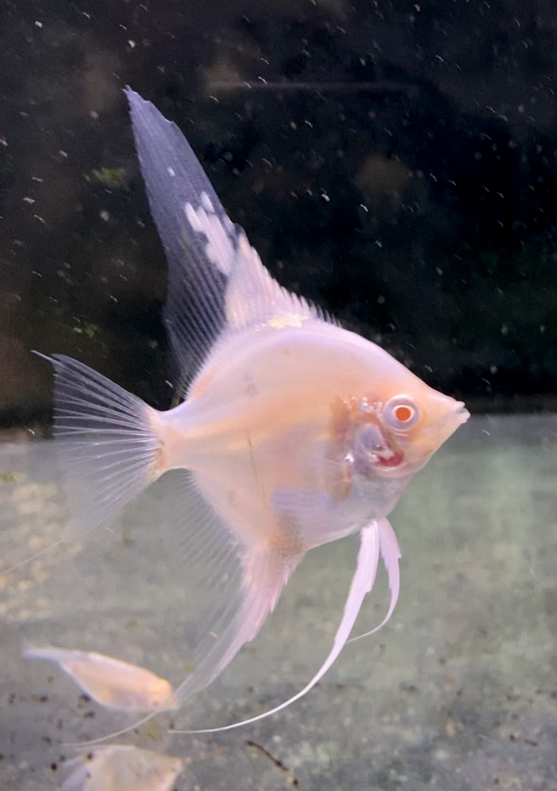 Skalar Albino Paraiba
